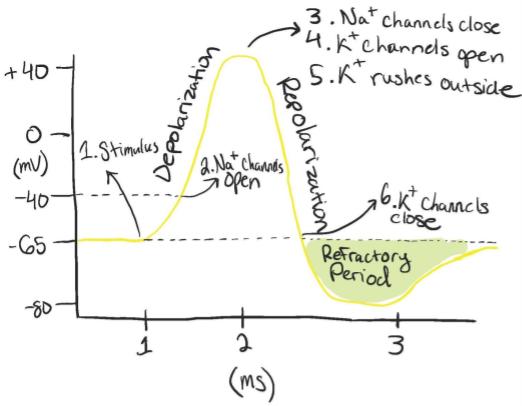 Action Potential Chart