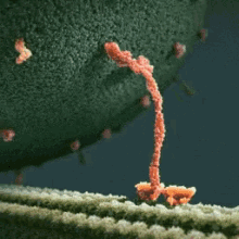 Kinesin walking along a microtubule