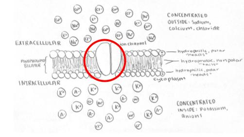 Neuron Membrane