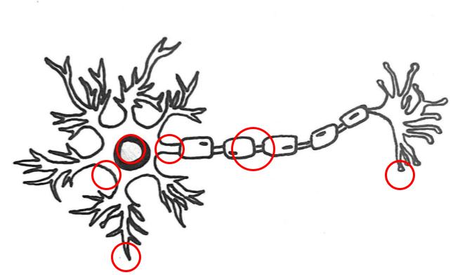Neuron