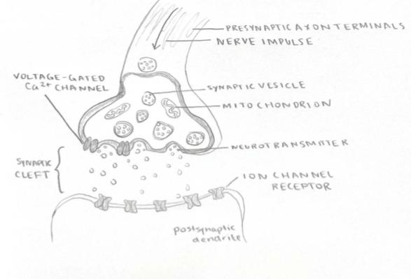 Synapse Image