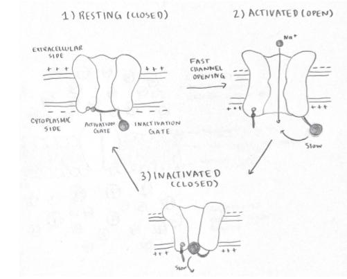 Voltage-gated ion channels mechanism